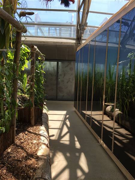 The Calyx - Royal Botanic Garden Sydney (11/11/2016)
