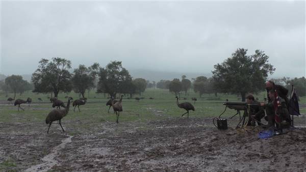 Emu Logic (1/03/2017)