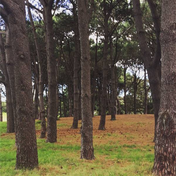 Centennial Park - Pine Grove (30/04/2017 - Credits: Shannon Wheeler)