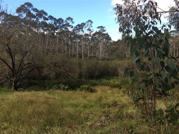 The Gully Walk, Katoomba (formerly Catalina Park) (24/05/2017 - Credits: Robyn Bersten)