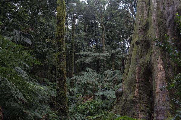 Cathedral of Ferns - Mount Wilson (31/10/2018)
