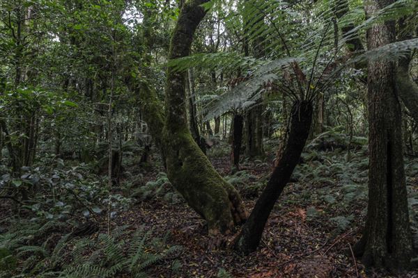 Cathedral of Ferns - Mount Wilson (31/10/2018)