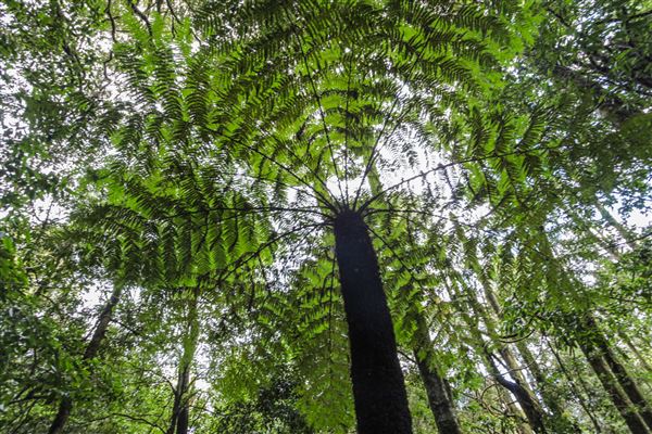 Cathedral of Ferns - Mount Wilson (31/10/2018)