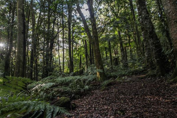 Cathedral of Ferns - Mount Wilson (31/10/2018)