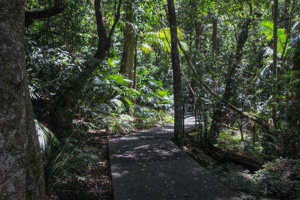 Minnamurra Rainforest Walk - Budderoo National Park (30/10/2018)