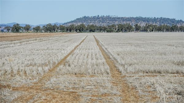 Curlewis (21/09/2018 - Credits: Colin McDougall)