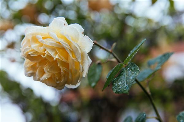Nutcote (1/08/2018 - Credits: J. Manning)