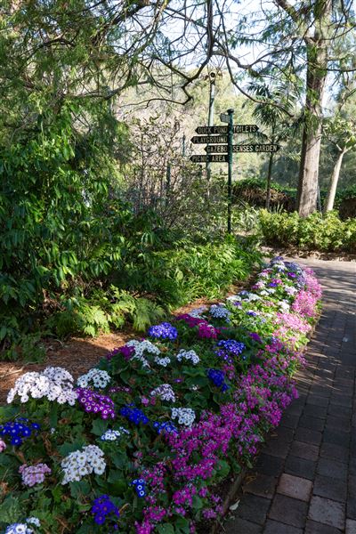 Camelia Gardens (16/07/2019)