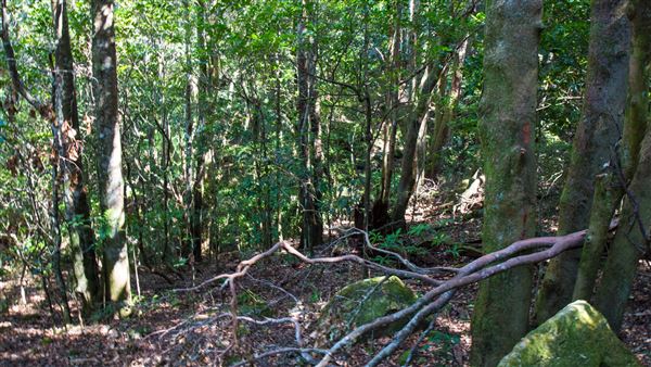 Glengariff Estate Rainforest (15/10/2019 - Credits: Jeremy Peek)