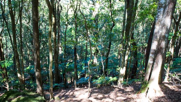 Glengariff Estate Rainforest (15/10/2019 - Credits: Jeremy Peek)