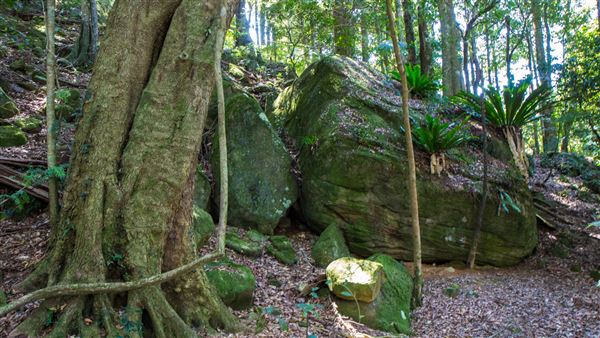 Glengariff Estate Rainforest (15/10/2019 - Credits: Jeremy Peek)