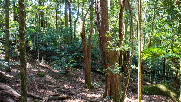 Glengariff Estate Rainforest (15/10/2019 - Credits: Jeremy Peek)