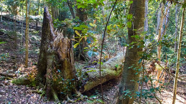 Glengariff Estate Rainforest (15/10/2019 - Credits: Jeremy Peek)