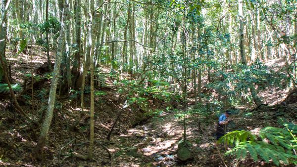 Glengariff Estate Rainforest (15/10/2019 - Credits: Jeremy Peek)