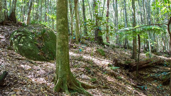 Glengariff Estate Rainforest (15/10/2019 - Credits: Jeremy Peek)