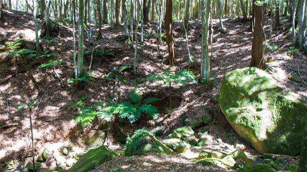 Glengariff Estate Rainforest (15/10/2019 - Credits: Jeremy Peek)