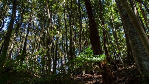 Glengariff Estate Rainforest (15/10/2019 - Credits: Jeremy Peek)