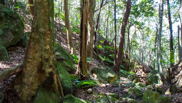 Glengariff Estate Rainforest (15/10/2019 - Credits: Jeremy Peek)