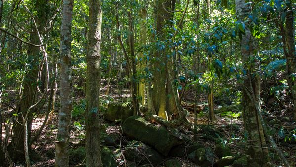Glengariff Estate Rainforest (15/10/2019 - Credits: Jeremy Peek)