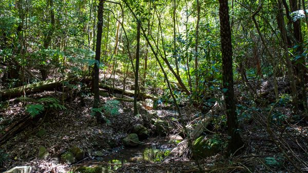 Glengariff Estate Rainforest (15/10/2019 - Credits: Jeremy Peek)