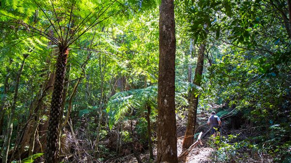 Glengariff Estate Rainforest (15/10/2019 - Credits: Jeremy Peek)
