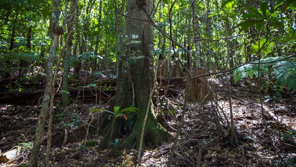 Glengariff Estate Rainforest (15/10/2019 - Credits: Jeremy Peek)