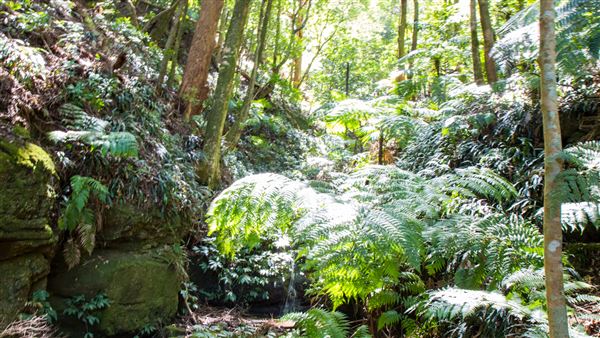 Glengariff Estate Rainforest (15/10/2019 - Credits: Jeremy Peek)