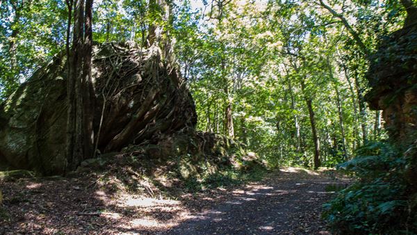 Glengariff Estate Rainforest (15/10/2019 - Credits: Jeremy Peek)