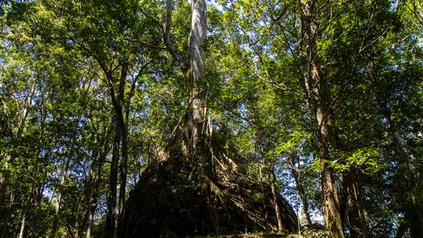 Glengariff Estate Rainforest (15/10/2019 - Credits: Jeremy Peek)
