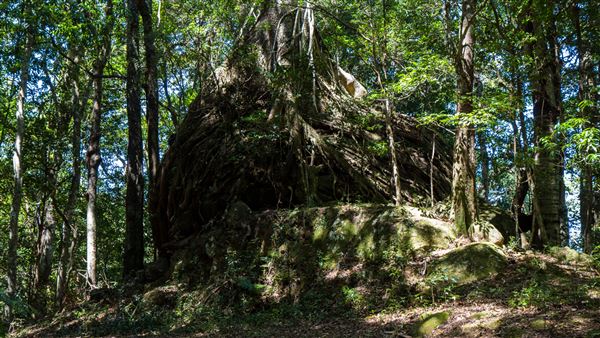 Glengariff Estate Rainforest (15/10/2019 - Credits: Jeremy Peek)