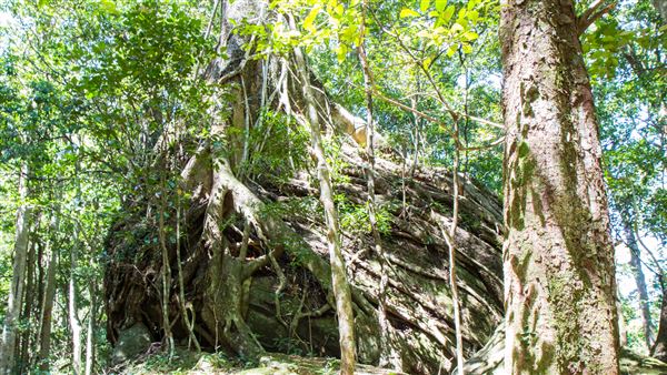 Glengariff Estate Rainforest (15/10/2019 - Credits: Jeremy Peek)