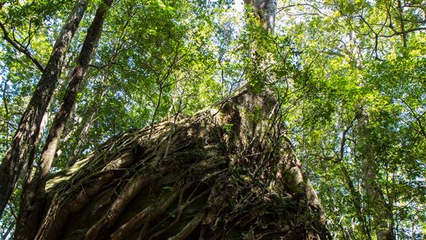 Glengariff Estate Rainforest (15/10/2019 - Credits: Jeremy Peek)