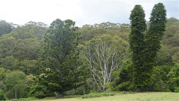 Otford Farm - The Pines Paddock with Jungle Gully (19/11/2019 - Credits: Screen NSW)