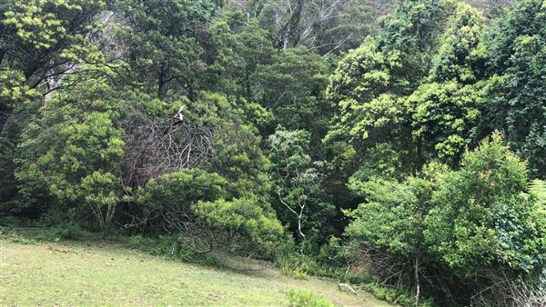 Otford Farm - The Pines Paddock with Jungle Gully (19/11/2019 - Credits: Screen NSW)