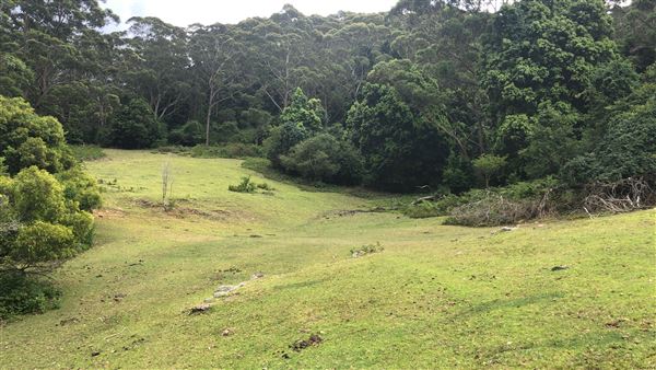 Otford Farm - The Pines Paddock with Jungle Gully (19/11/2019 - Credits: Screen NSW)