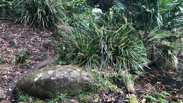 Otford Farm - The Pines Paddock with Jungle Gully (19/11/2019 - Credits: Screen NSW)