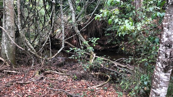 Otford Farm - The Pines Paddock with Jungle Gully (19/11/2019 - Credits: Screen NSW)