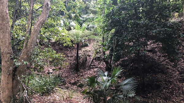 Otford Farm - The Pines Paddock with Jungle Gully (19/11/2019 - Credits: Screen NSW)