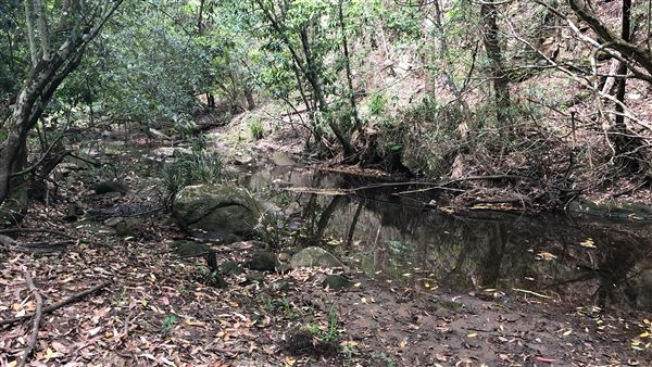 Otford Farm - The Pines Paddock with Jungle Gully (19/11/2019 - Credits: Screen NSW)