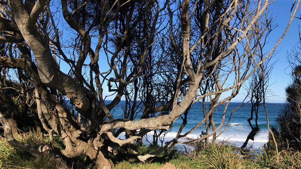 Berrara Beaches (7/07/2020 - Credits: Shannon Wheeler)