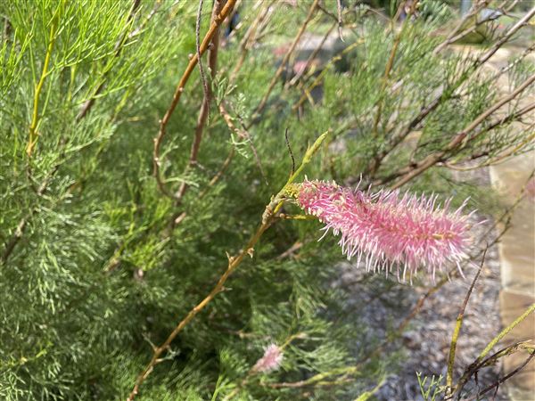The Australian Botanic Garden Mount Annan (27/03/2021 - Credits: Screen NSW Mechele Axford)