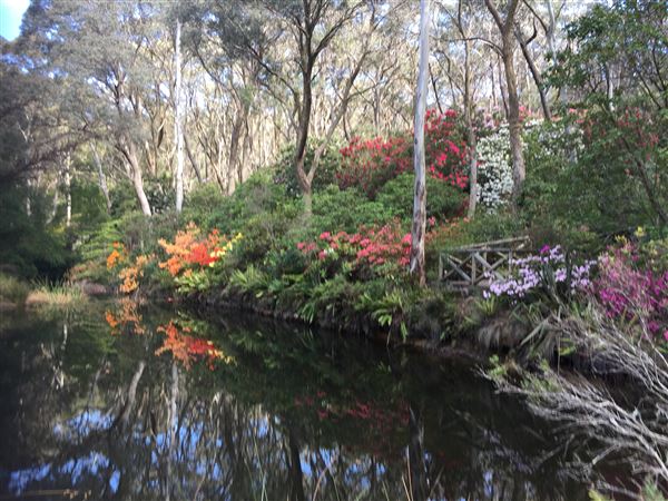Campbell Rhododendron Gardens (1/10/2022 - Credits: Julie Parker, Deb Wells)