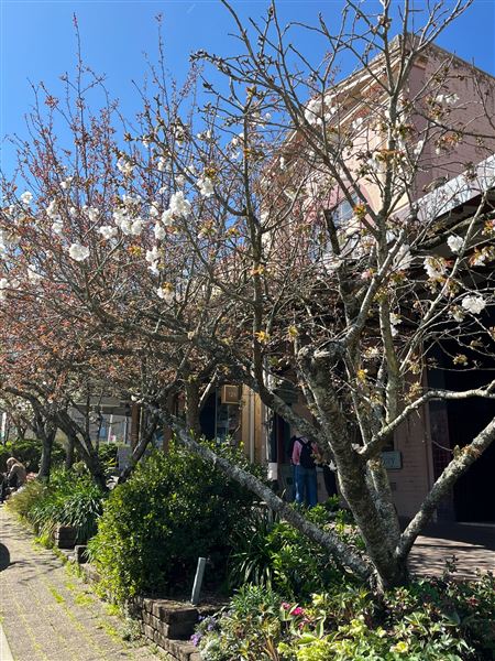 Leura Village (14/09/2023 - Credits: Julie Miller)