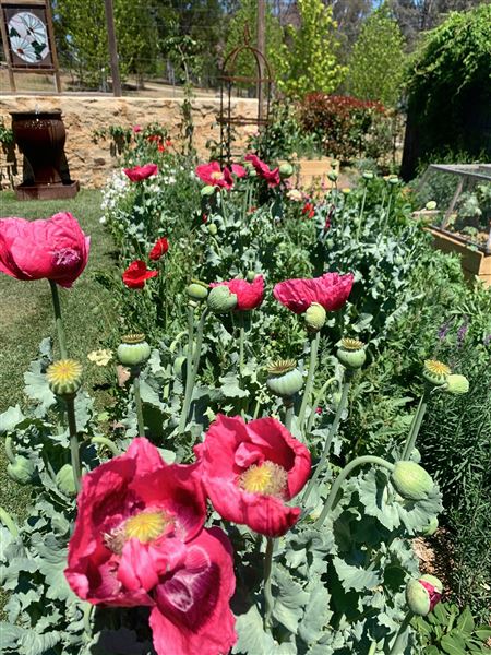 Hartvale Gardens and Cottage (30/10/2023 - Credits: Jennifer Edwards)
