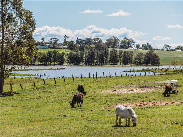 Morpeth Farmland (17/06/2021 - Credits: Maitland City Council)