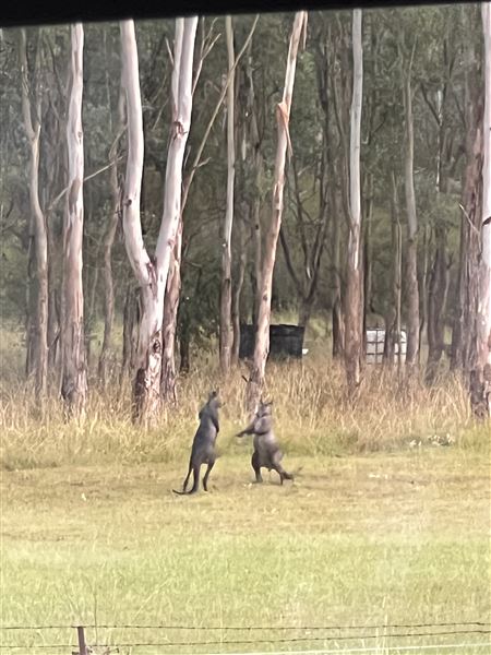 Sugarloaf Farm at Pheasants Nest (23/04/2024 - Credits: submitted by: Angie Pisani)
