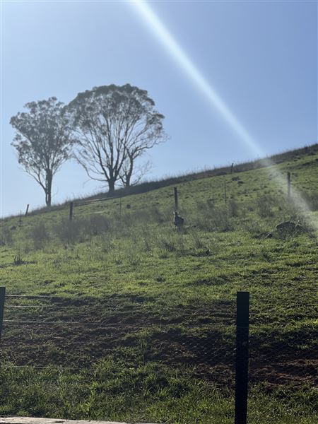 Sugarloaf Farm at Pheasants Nest (23/04/2024 - Credits: submitted by: Angie Pisani)