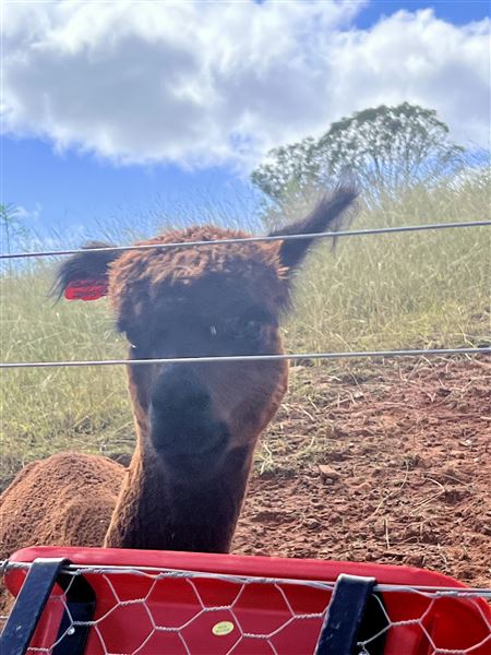 Sugarloaf Farm (3/06/2024 - Credits: submitted by: Angelina Pisani)