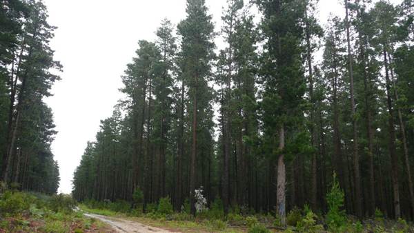 Belanglo State Forest (25/02/2013 3:33:02 PM)