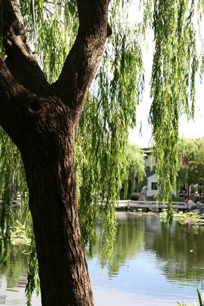 Chinese Garden of Friendship - Darling Harbour (27/02/2013 1:33:54 PM)